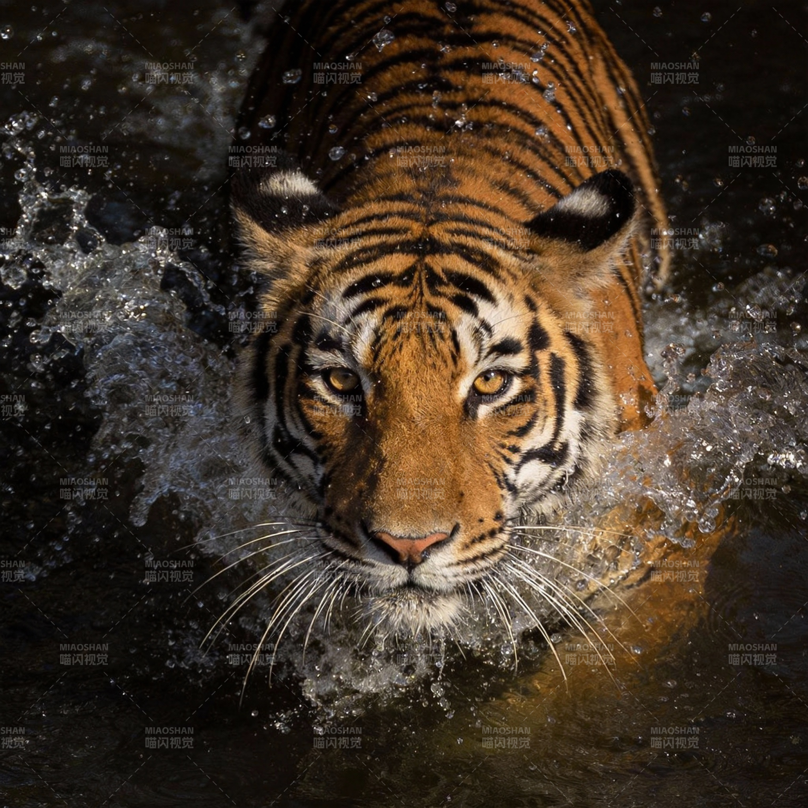 猛虎涉水前行图片