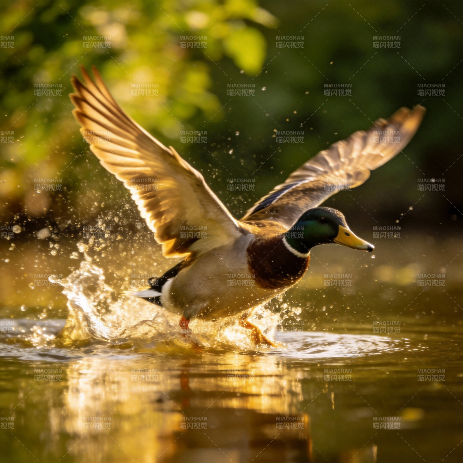 鸭子振翅起飞图片