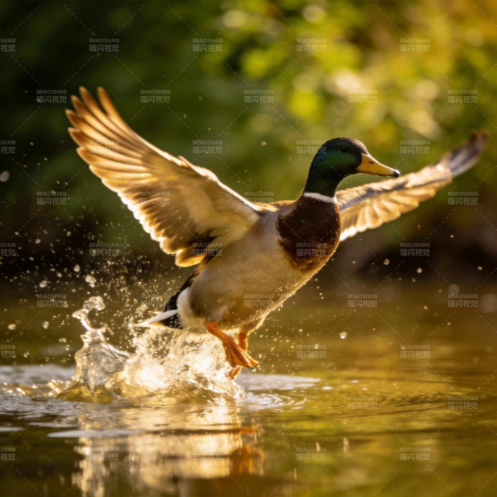 鸭起飞瞬间图片
