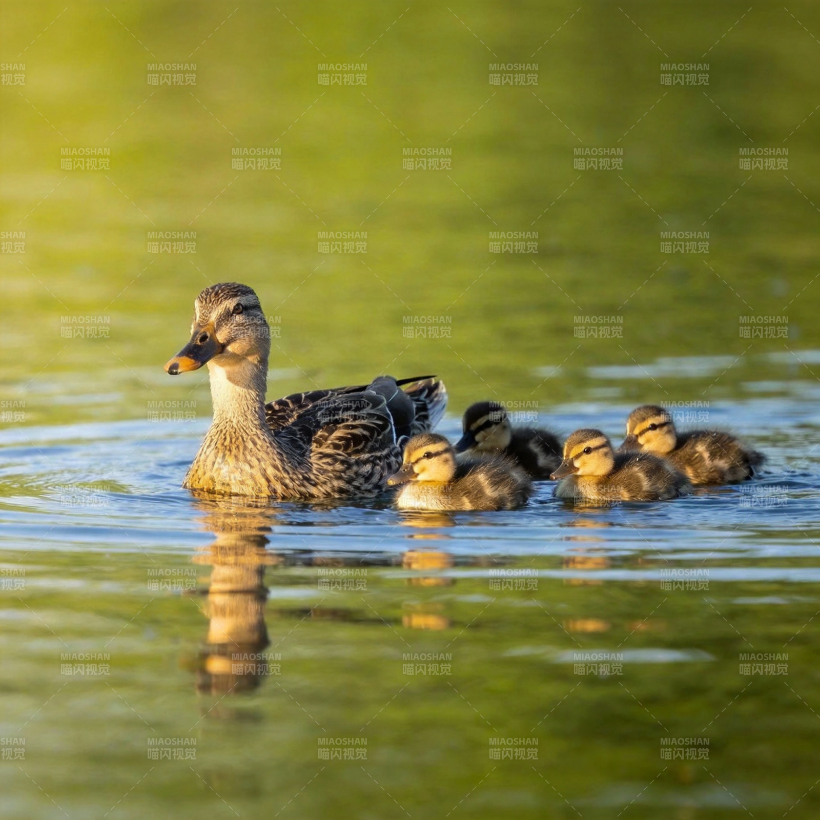 母鸭带小鸭游水图片