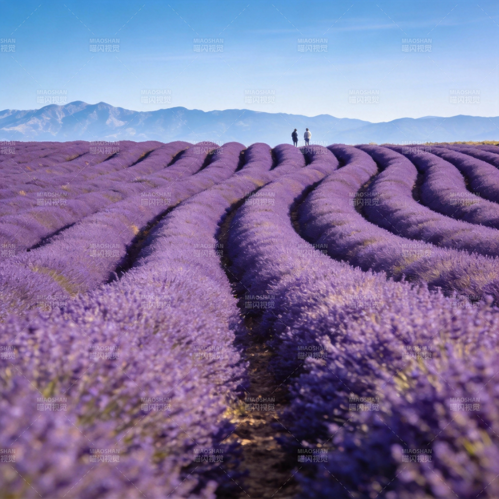 薰衣草田中的远行图片