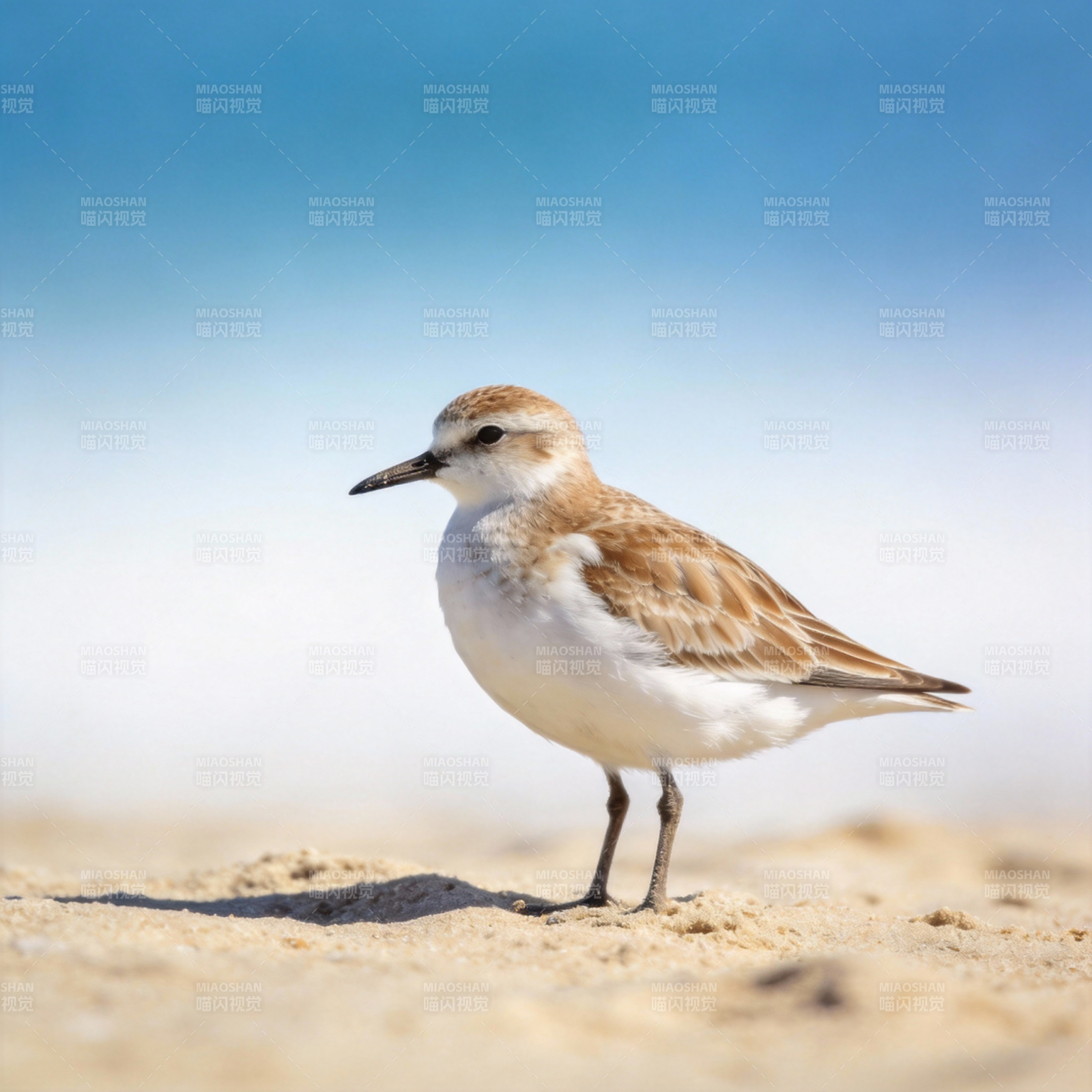 沙滩上的小沙鸻图片