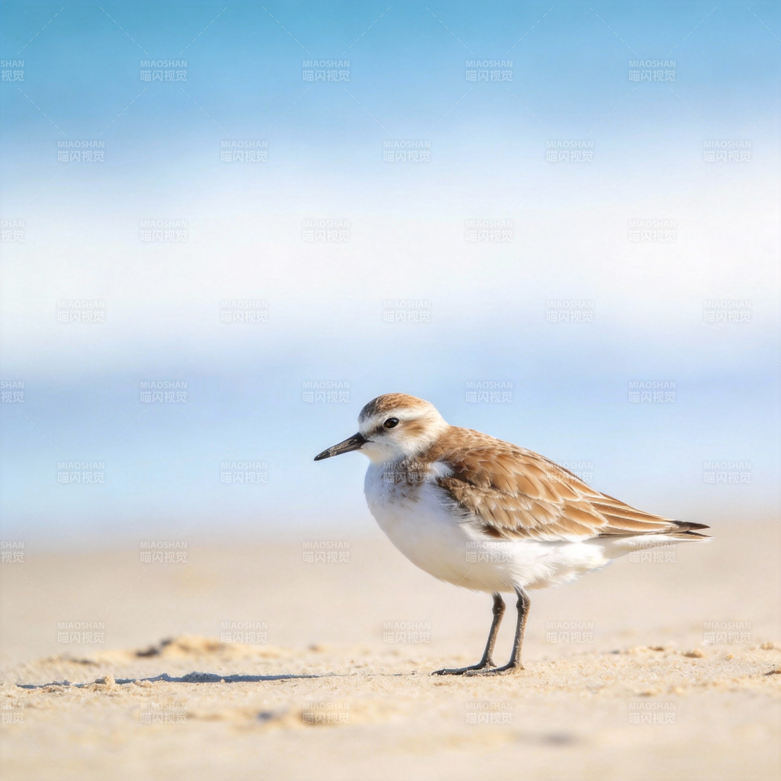 沙滩上的小鹬鸟图片