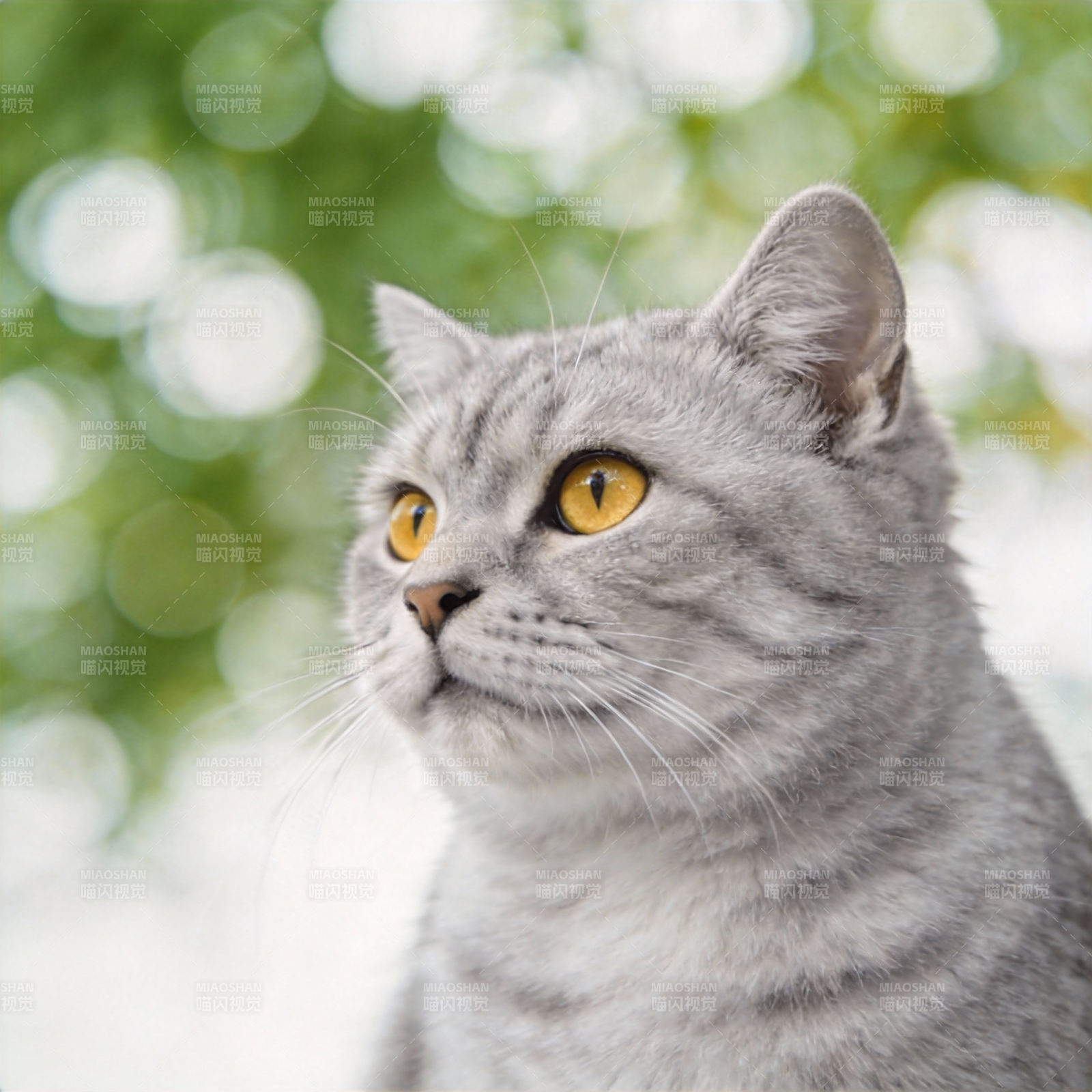 灰猫凝视远方图片