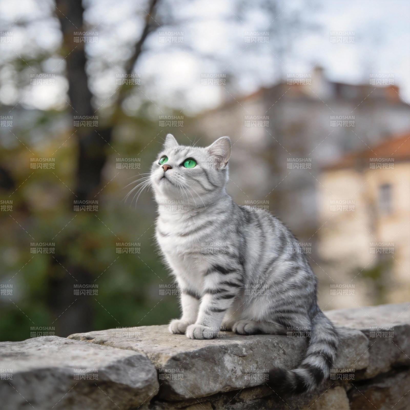 银虎斑猫仰望天空图片