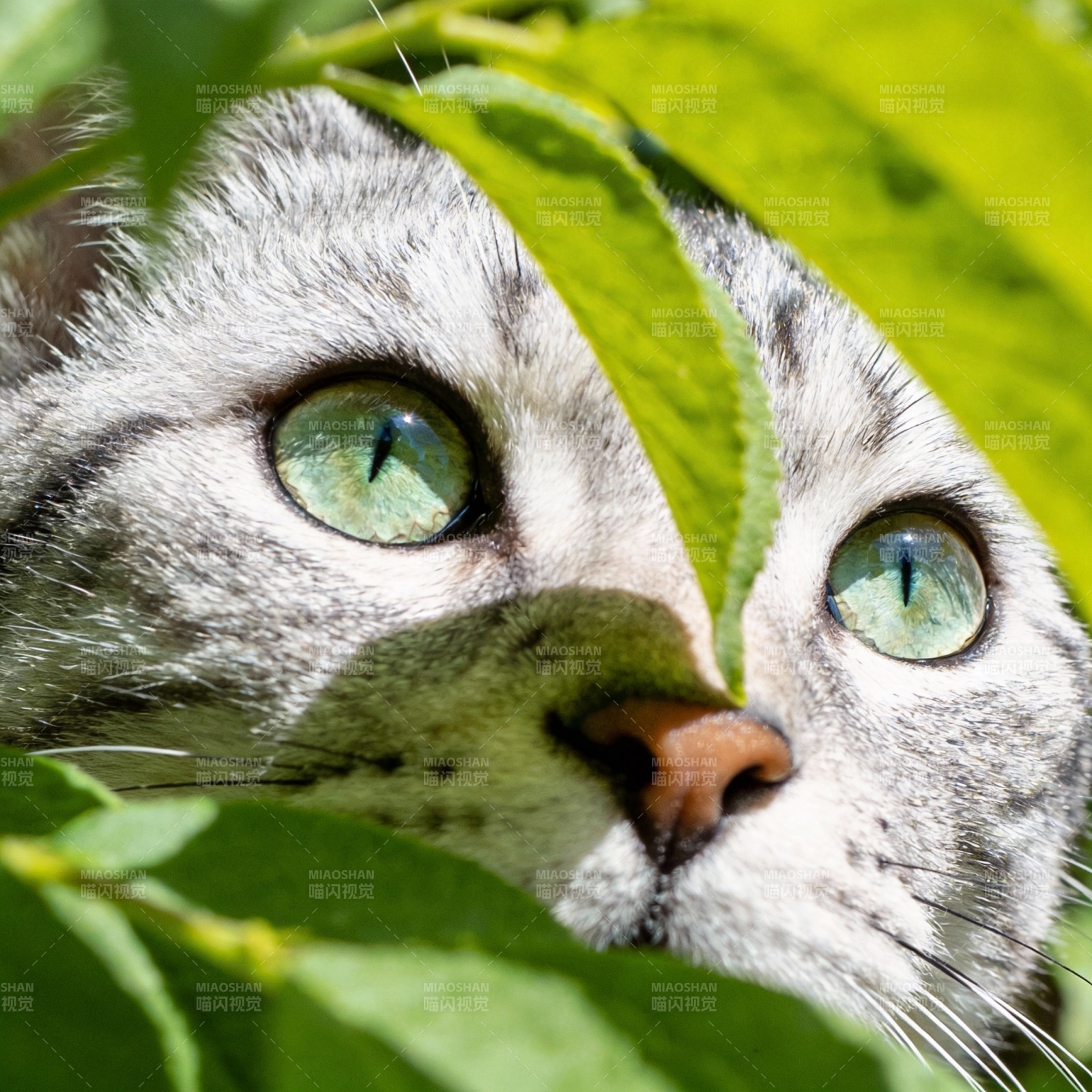 绿叶间猫眼图片