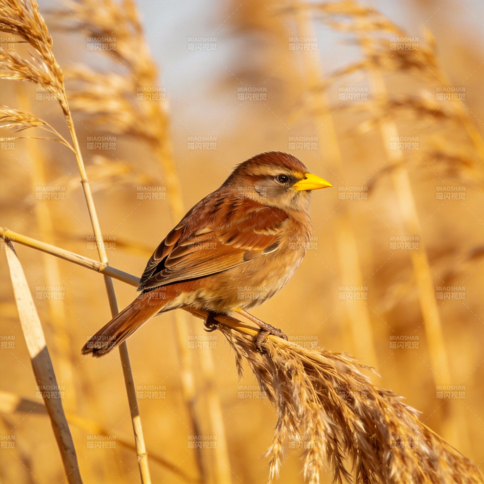 芦苇丛中的小鸟图片