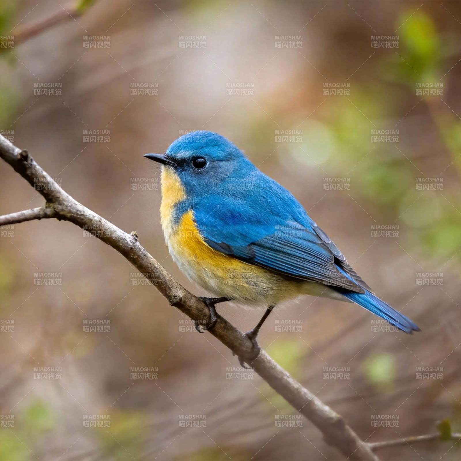 蓝羽小鸟栖枝头图片
