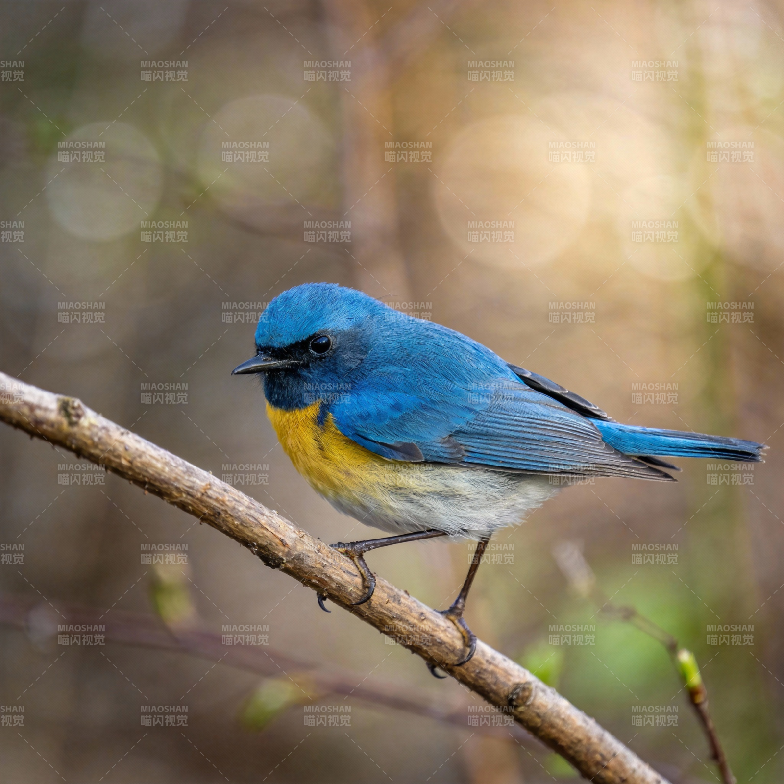 蓝羽小鸟栖枝头图片