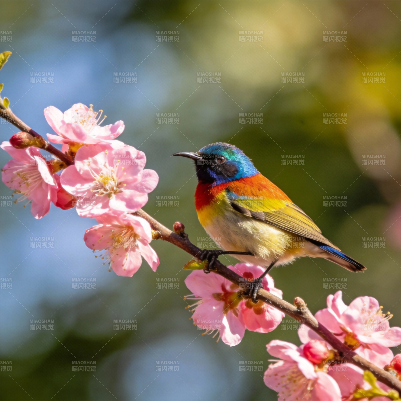 彩鸟栖花枝图片