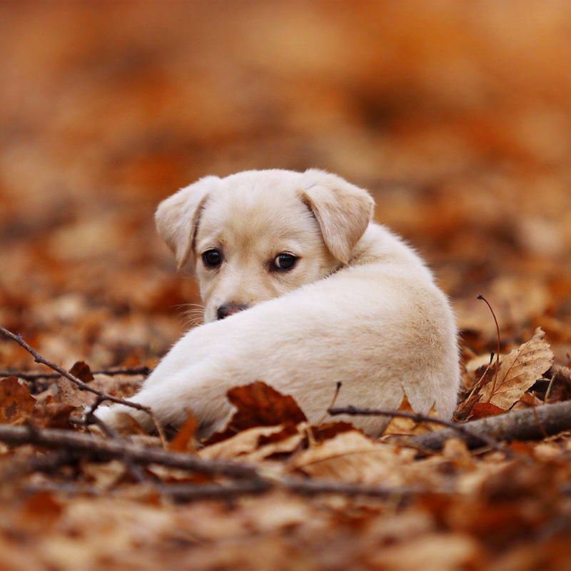 秋叶中的小奶狗图片
