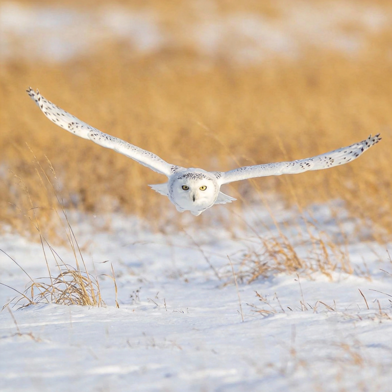 雪鸮翱翔于雪原图片