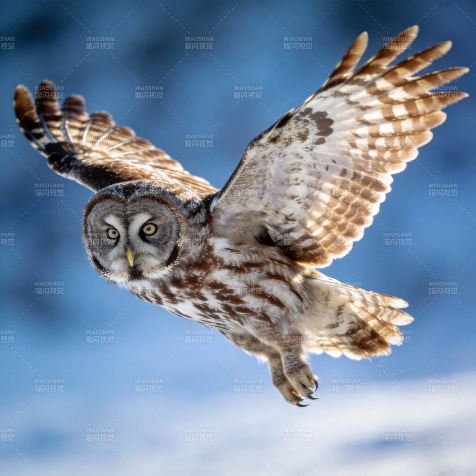 雪鸮翱翔天际图片