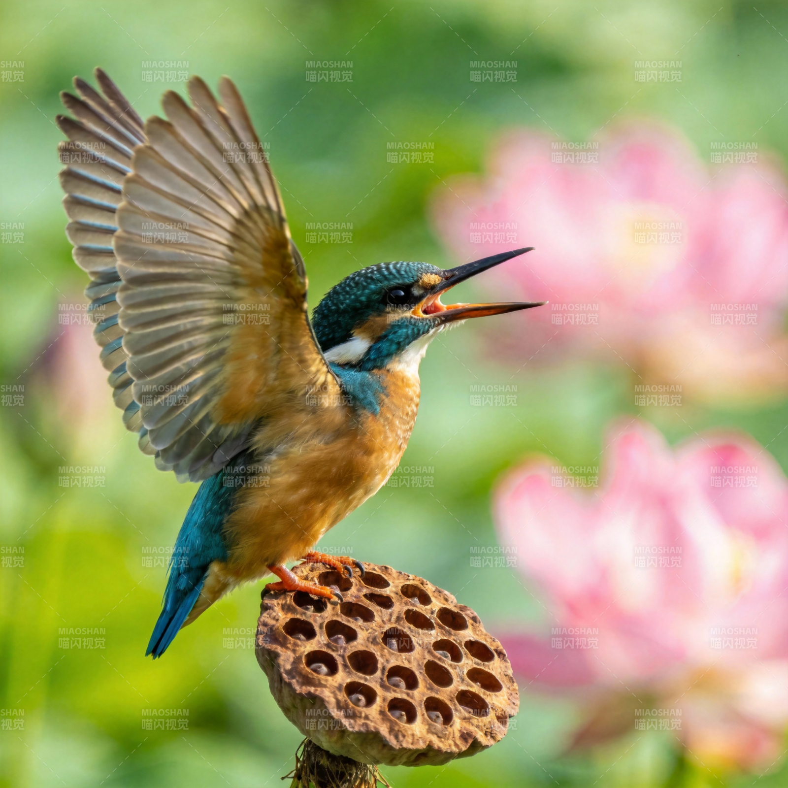 翠鸟展翅捕食瞬间图片