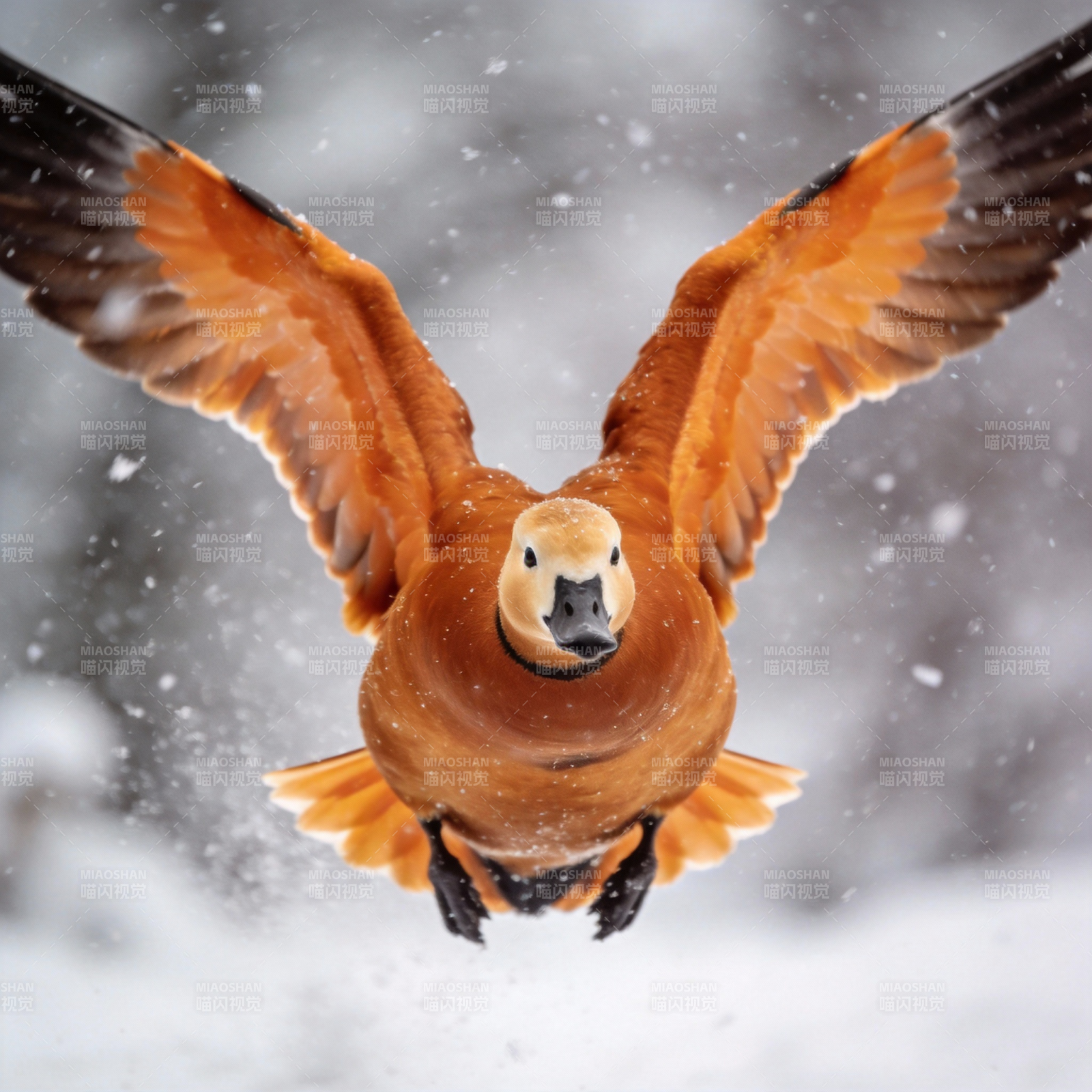 雪中飞鸭图片