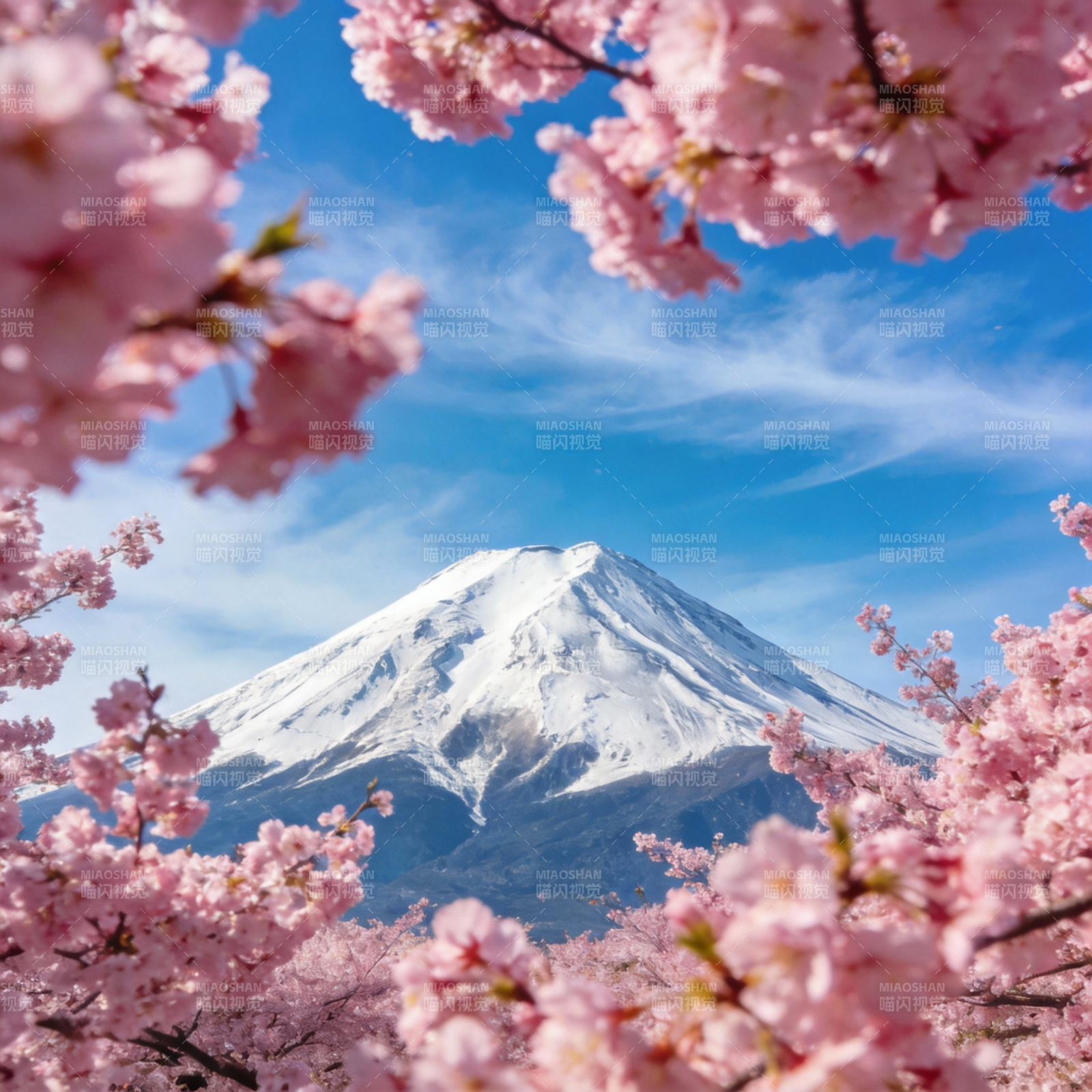 富士樱景图片