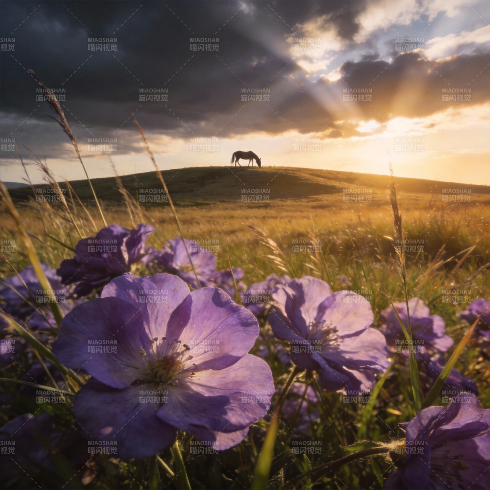 草原落日花影马图片