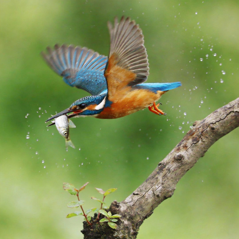 翠鸟捕鱼瞬间图片