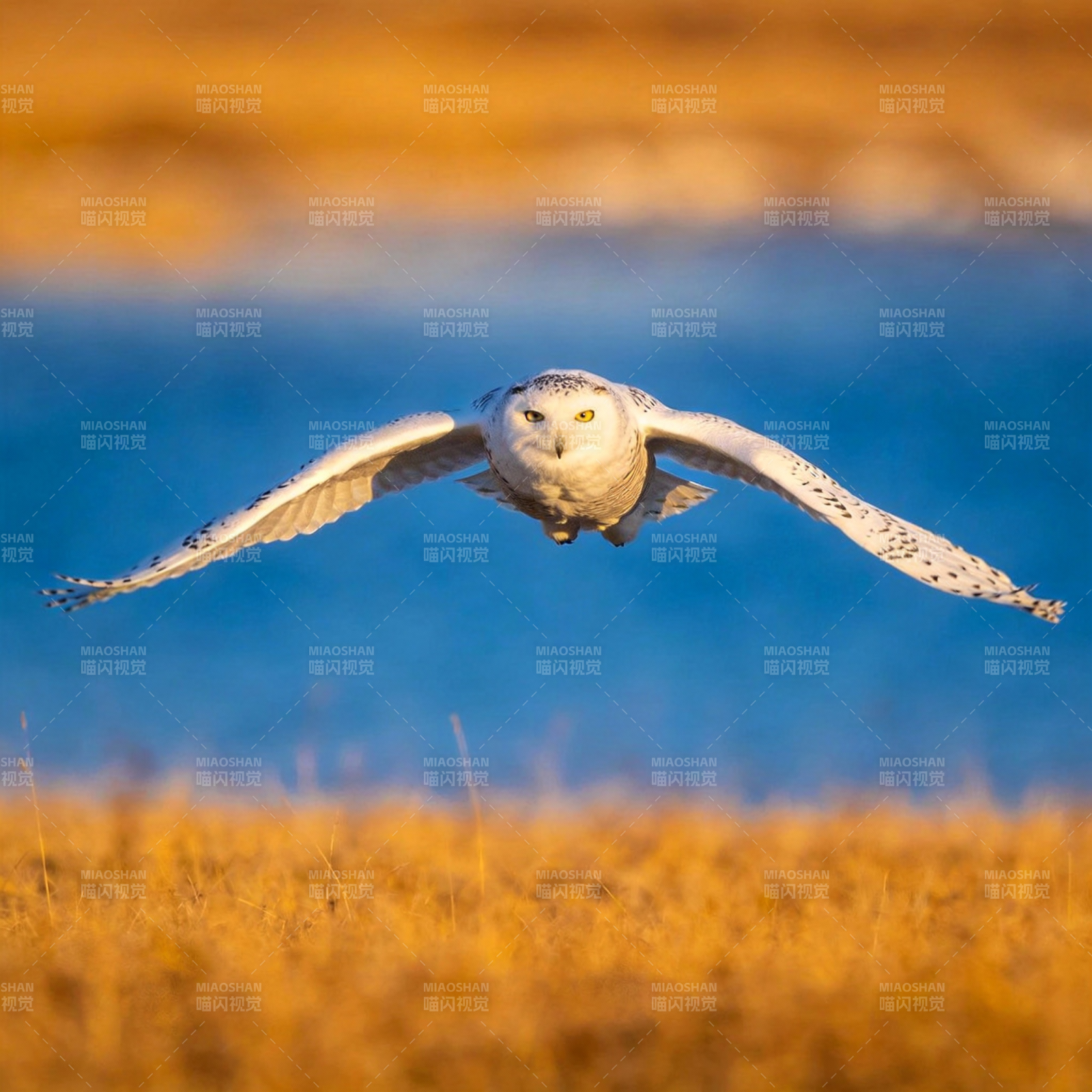 雪鸮翱翔于金野图片