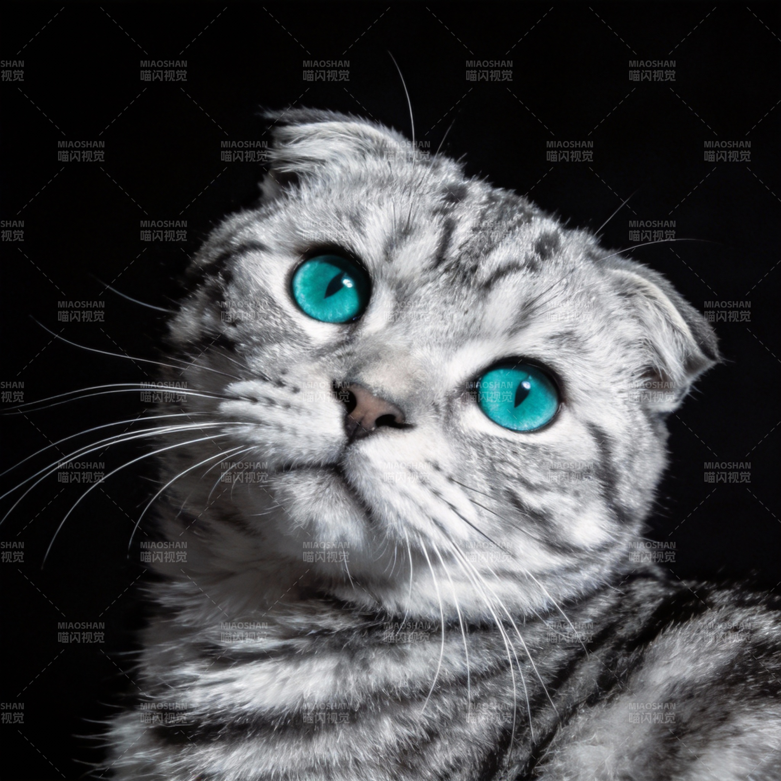 蓝眼折耳猫图片