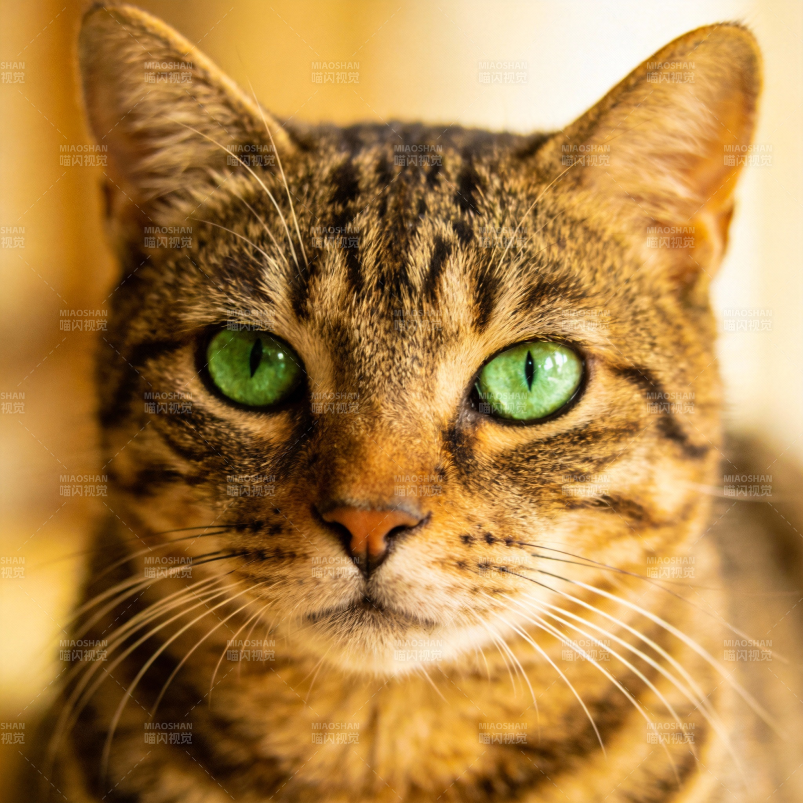 绿眼虎斑猫图片