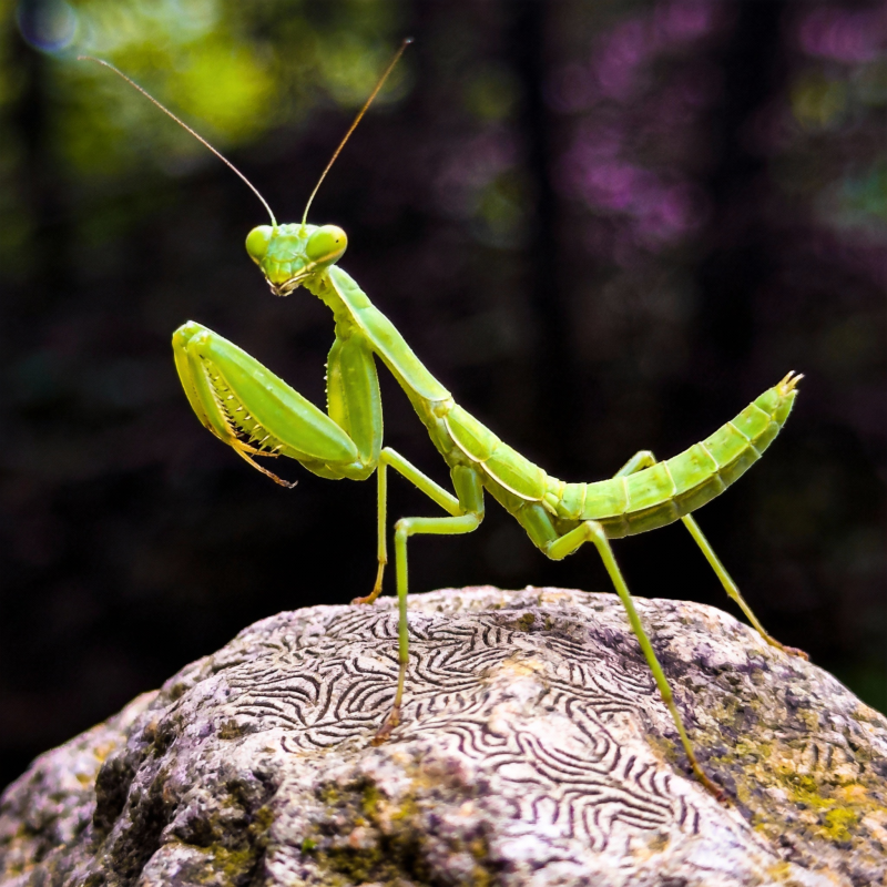 绿螳螂栖岩上图片