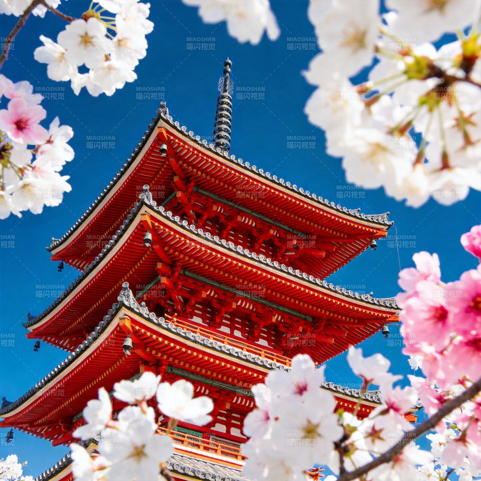 樱花映塔 春意浓图片