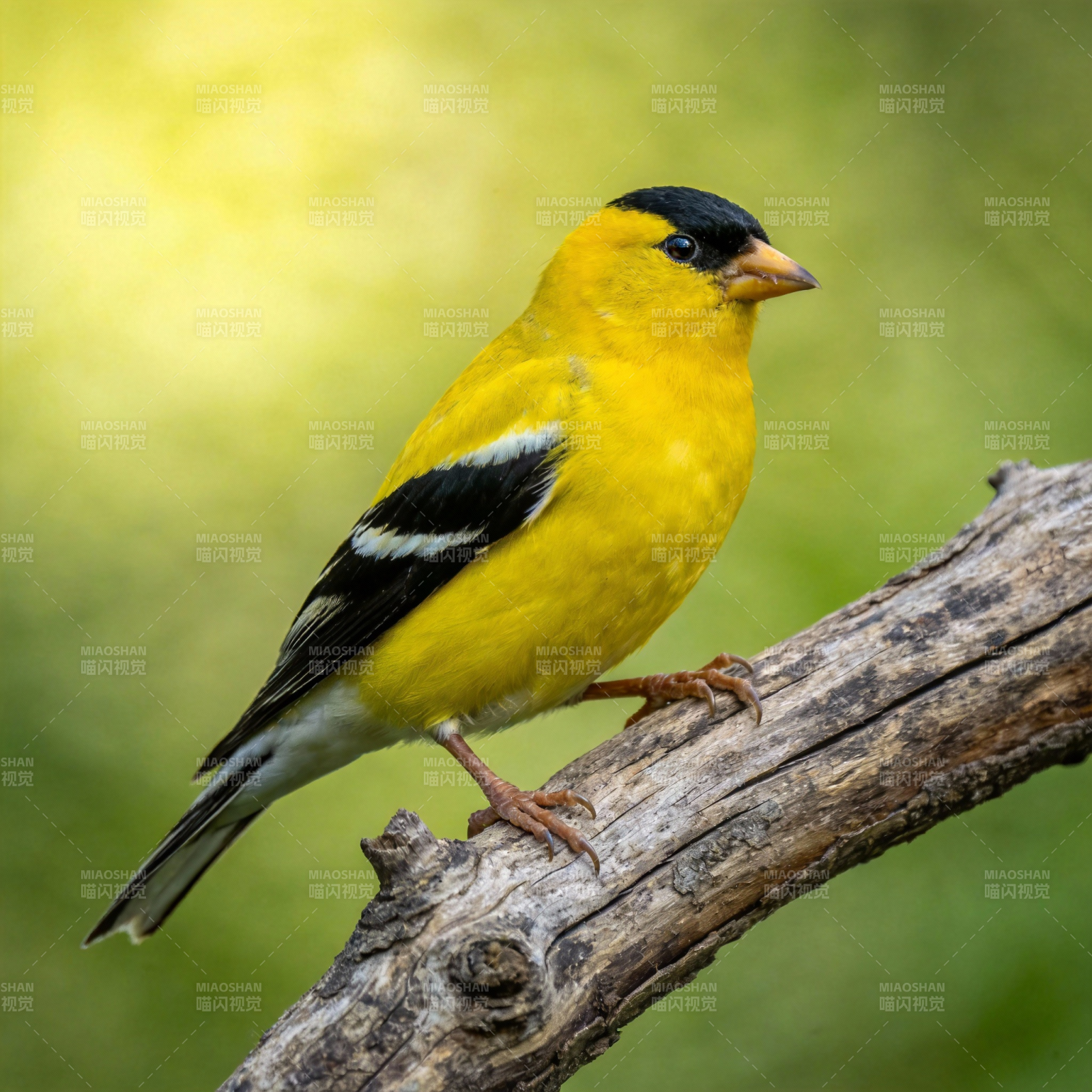 金翅雀栖枝头图片