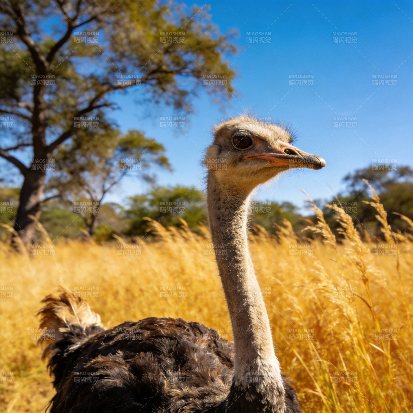 鸵鸟草原风光图片