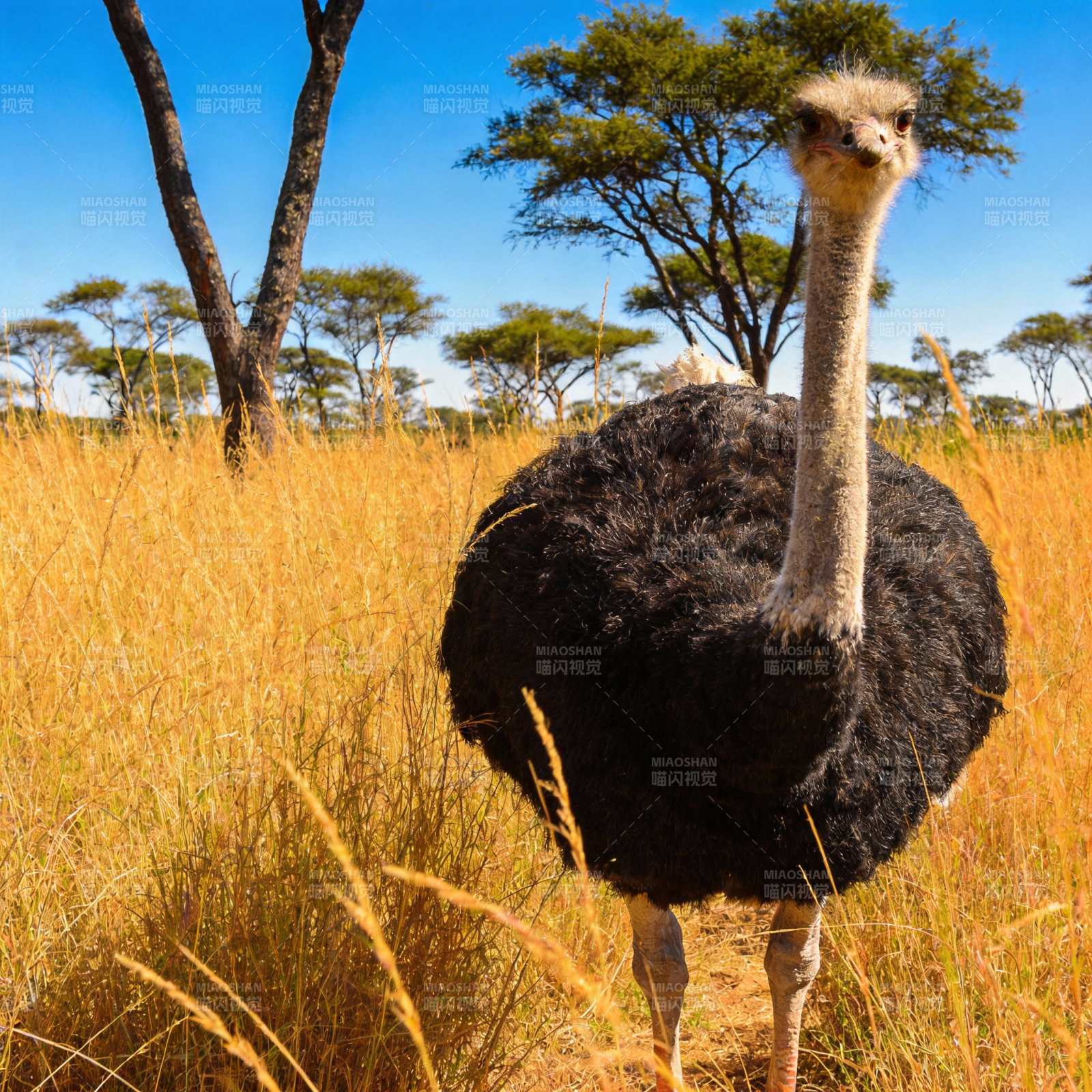 草原上的鸵鸟图片