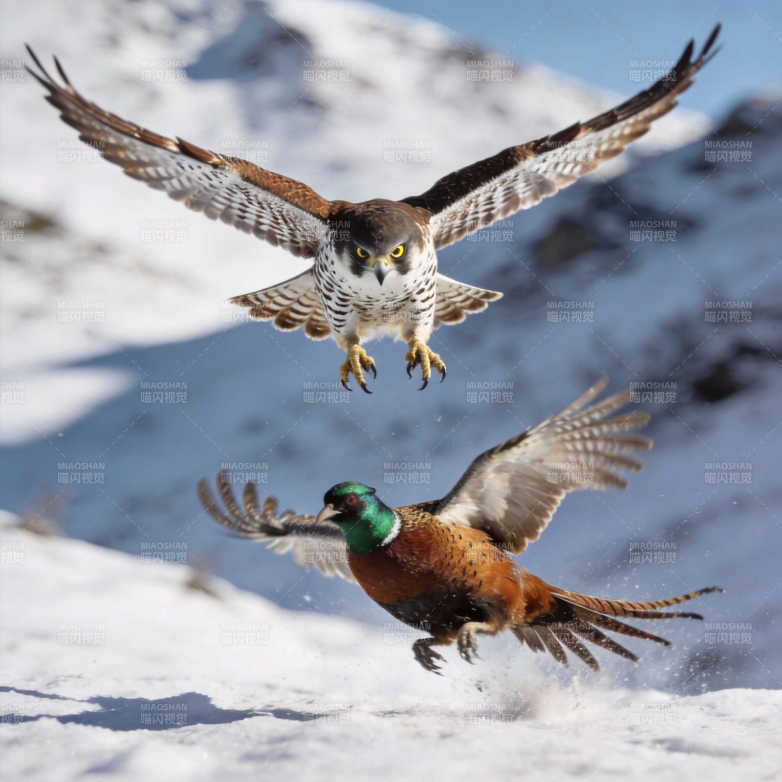 雪地猎鹰追野鸭图片