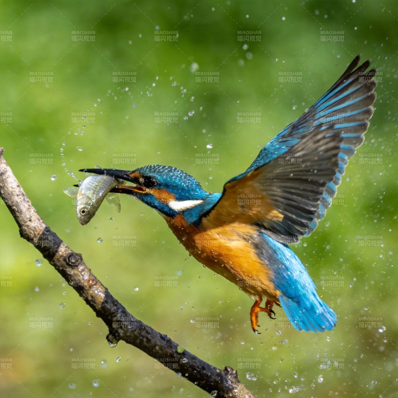 翠鸟捕鱼瞬间图片