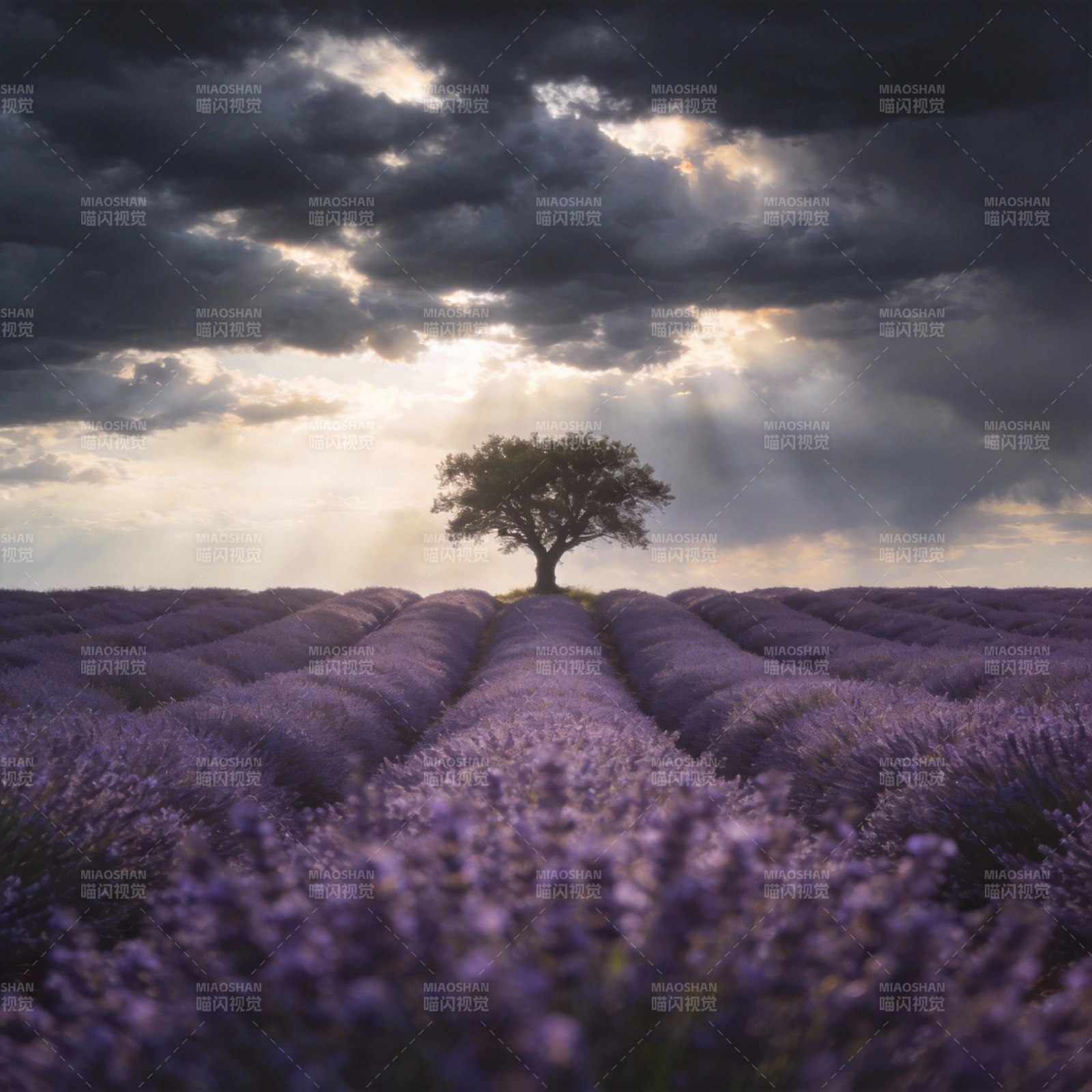 薰衣草田孤树图片