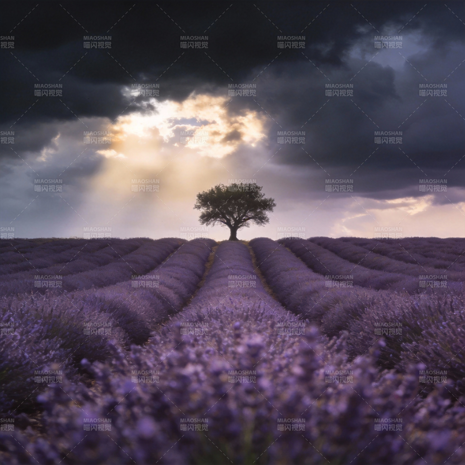 薰衣草田孤树图片