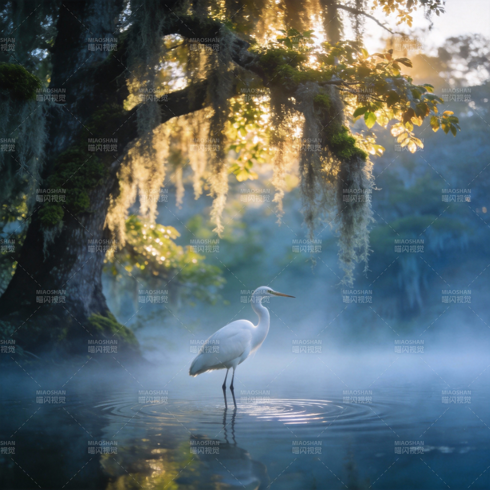晨雾白鹭栖树影图片