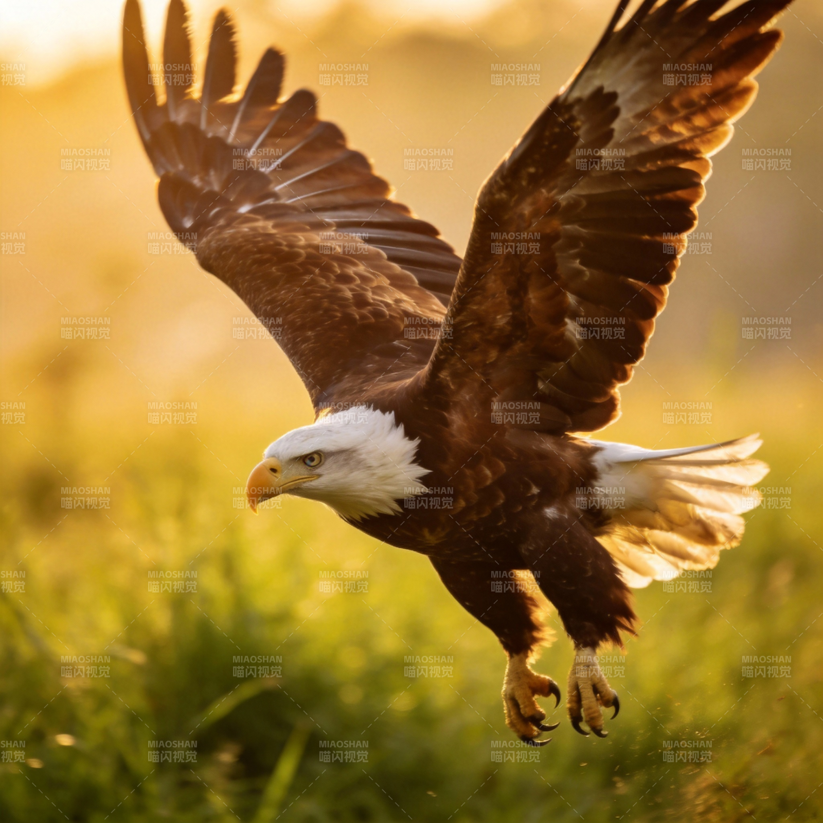 雄鹰翱翔天地间图片