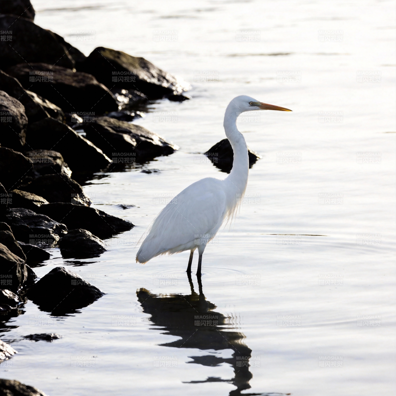 白鹭水边静立图片