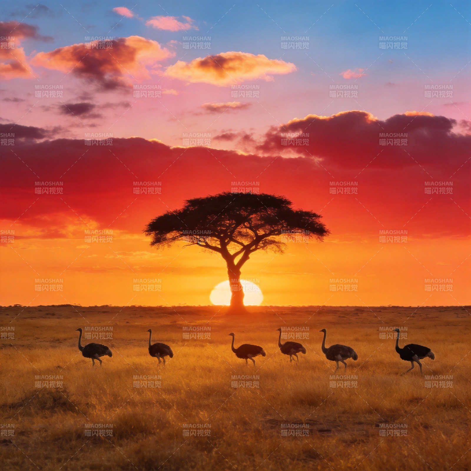 夕阳下的草原鸵鸟图片