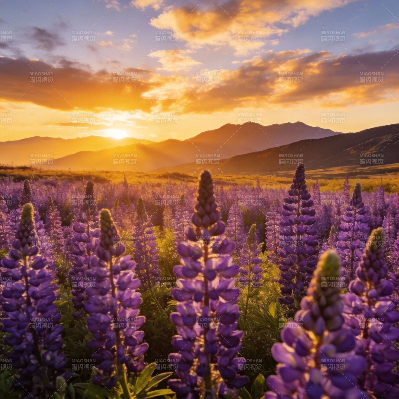 紫花映日落图片
