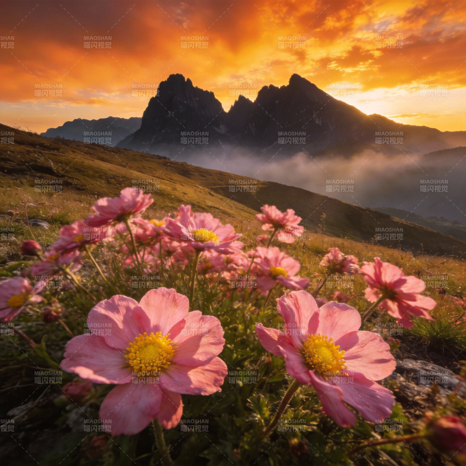 山花映霞光图片