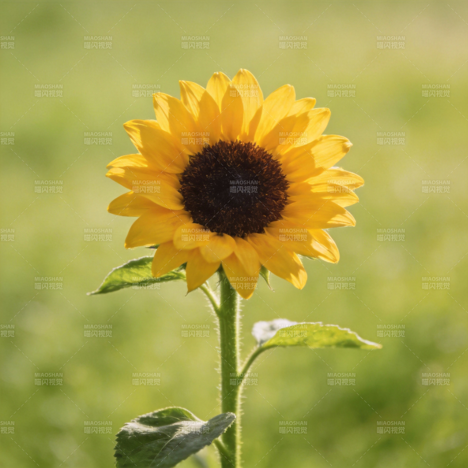 向日葵绽放图片