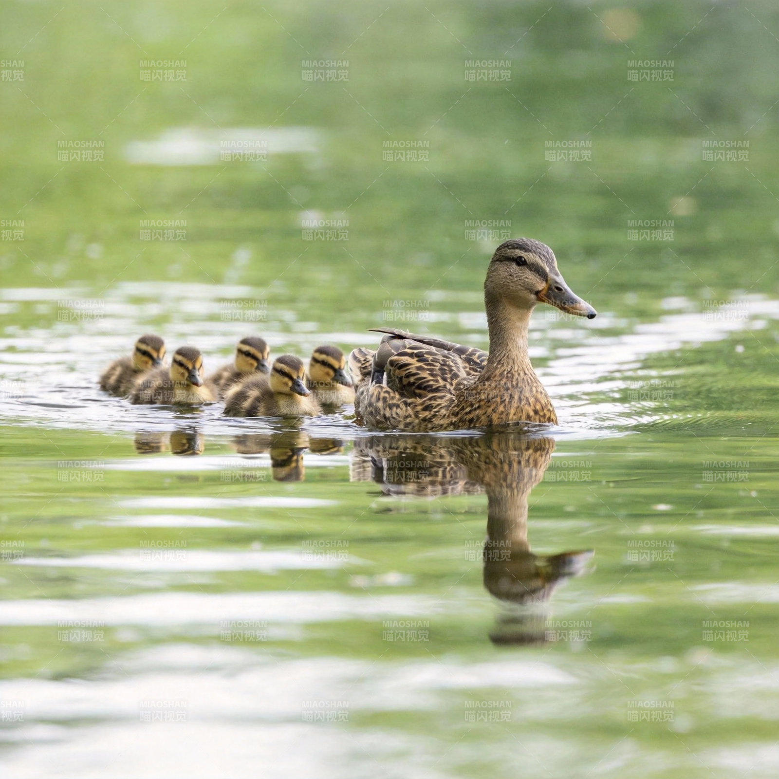 鸭妈妈带小鸭游水图片