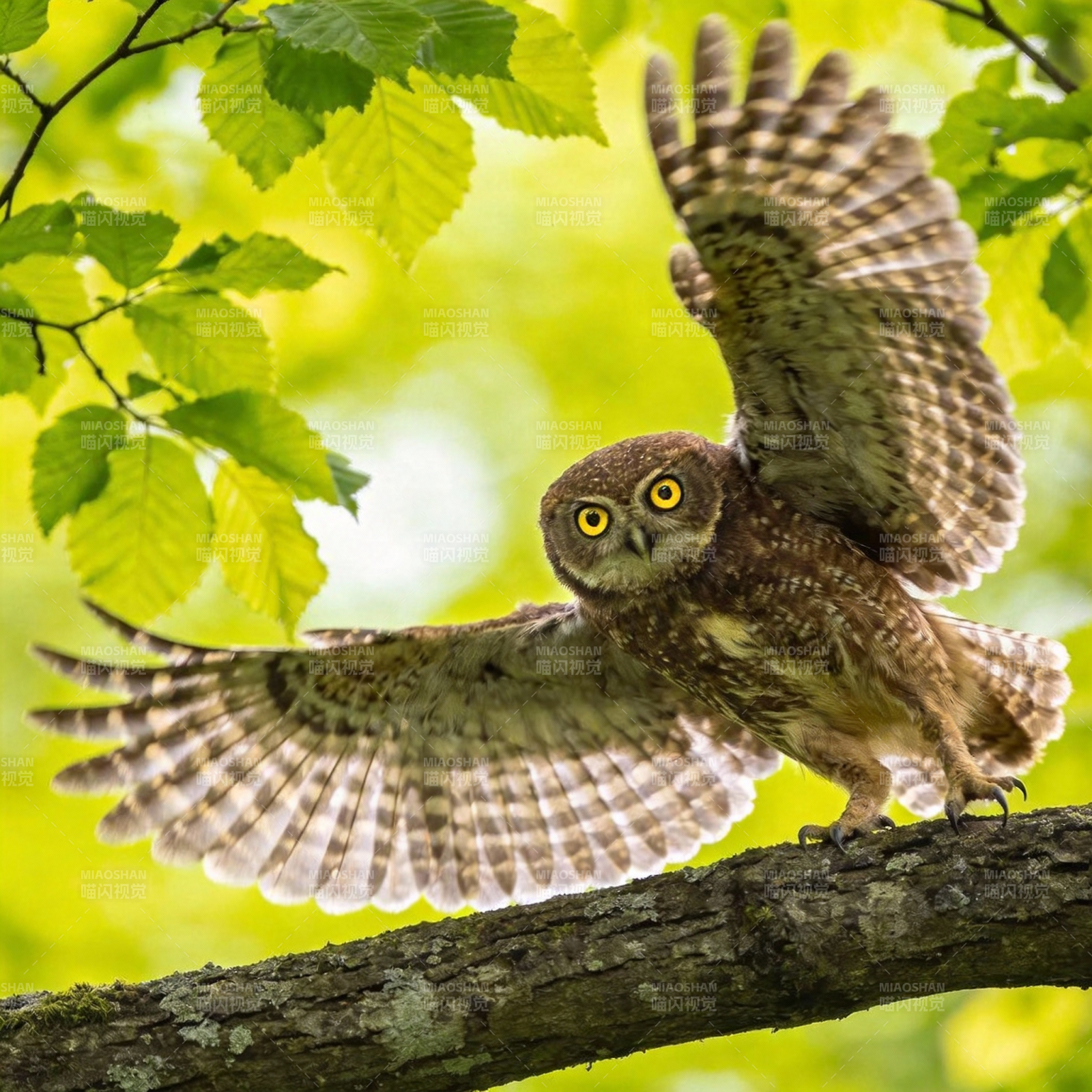 猫头鹰展翅栖枝图片