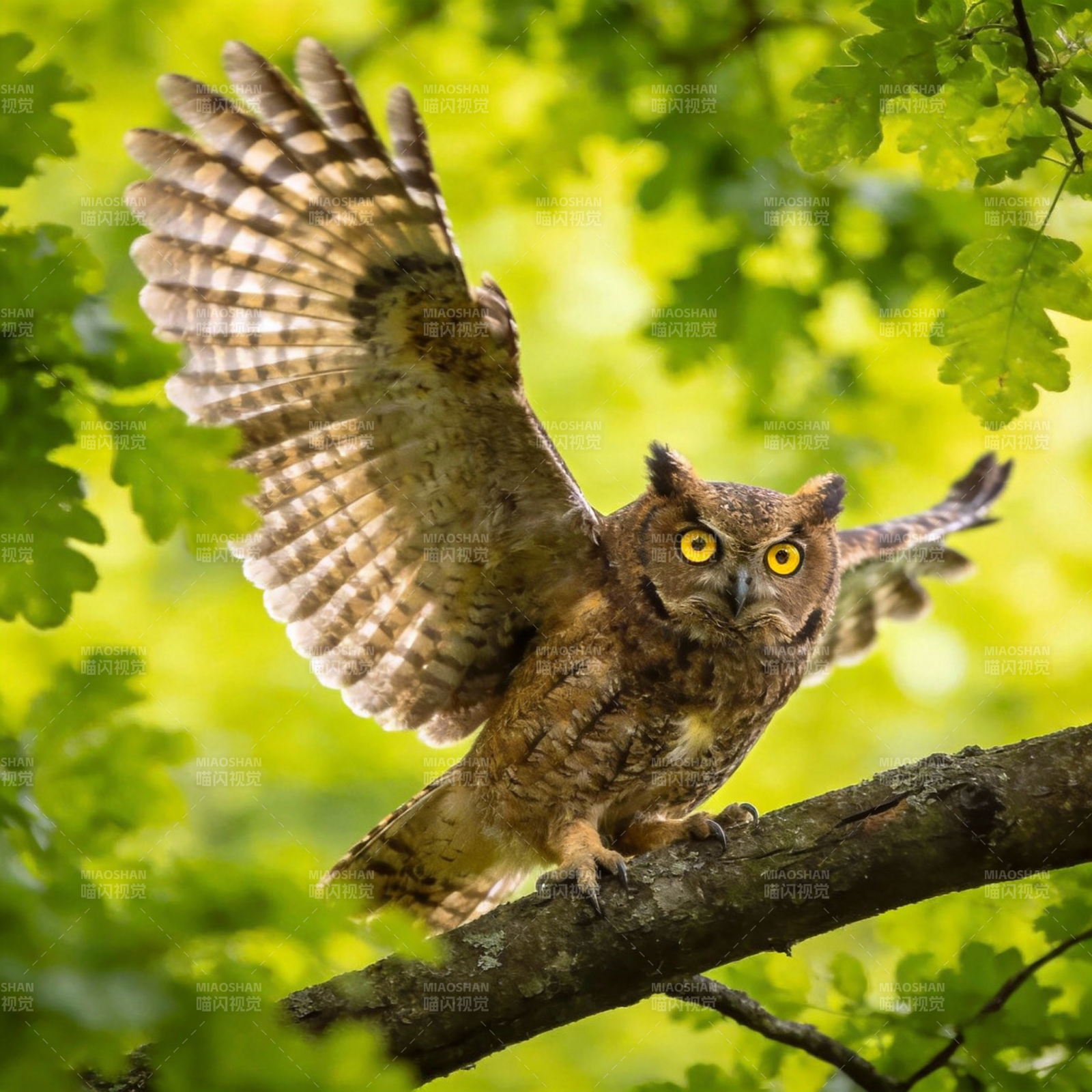 林间展翅猫头鹰图片