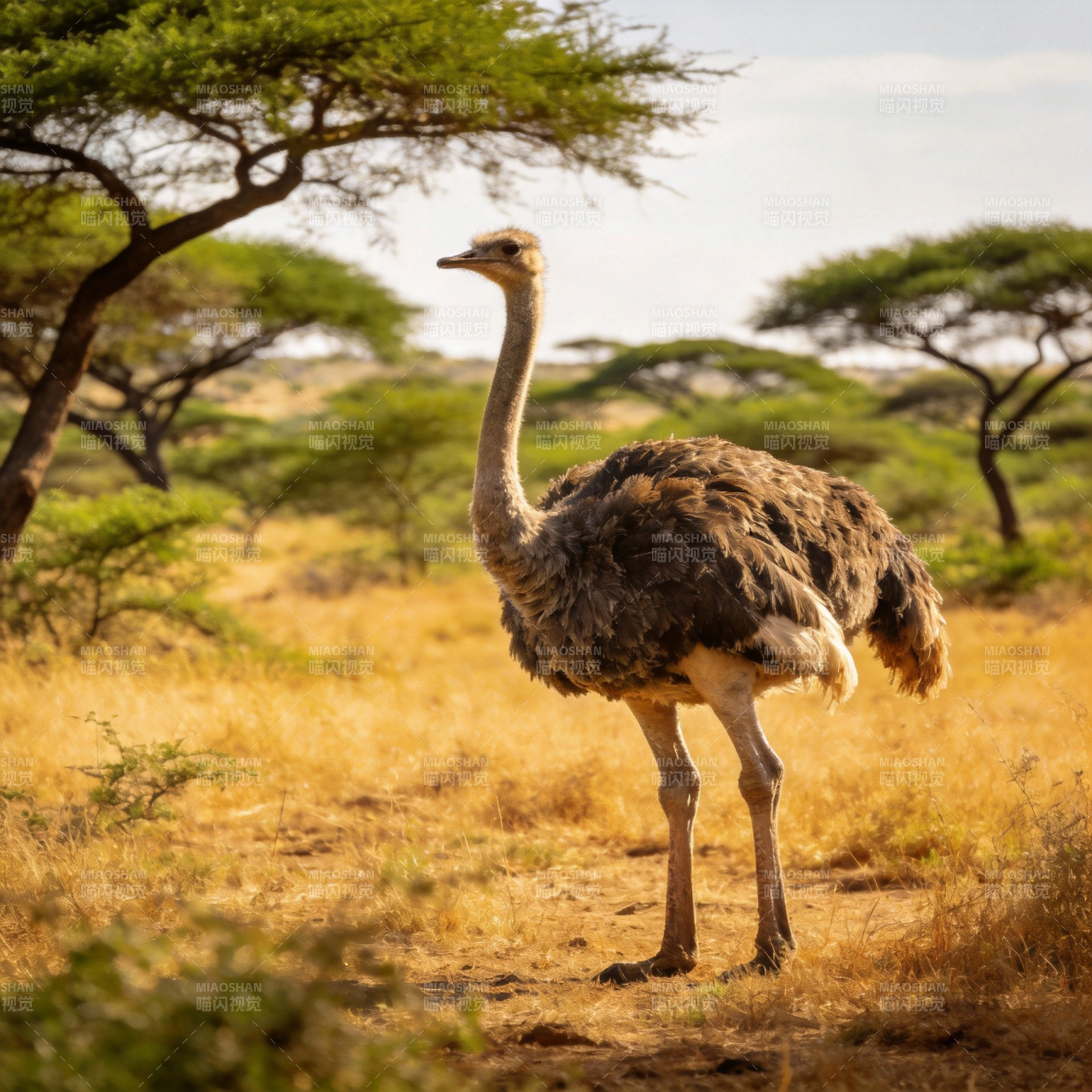 非洲鸵鸟草原行图片