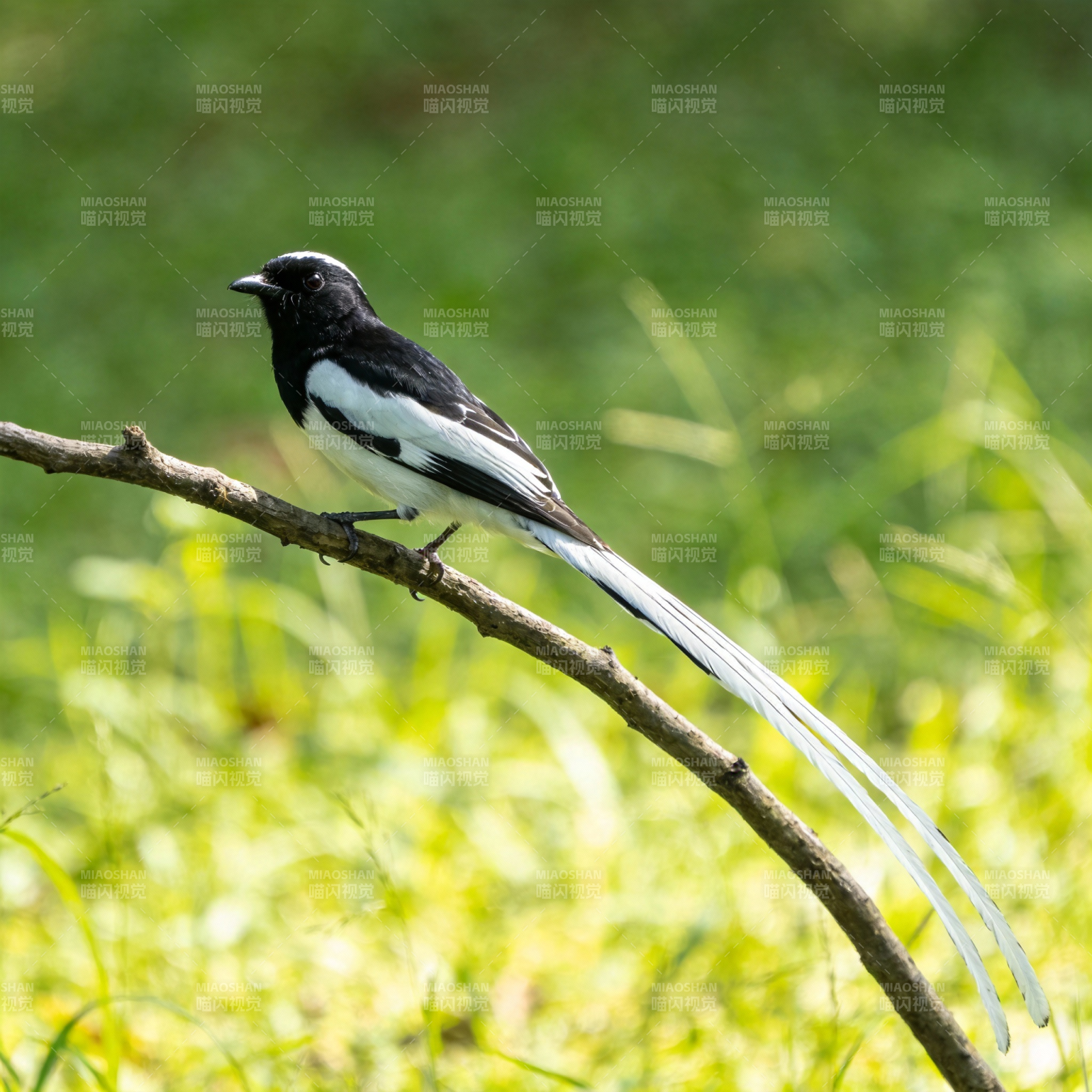 黑白鸟栖枝头图片