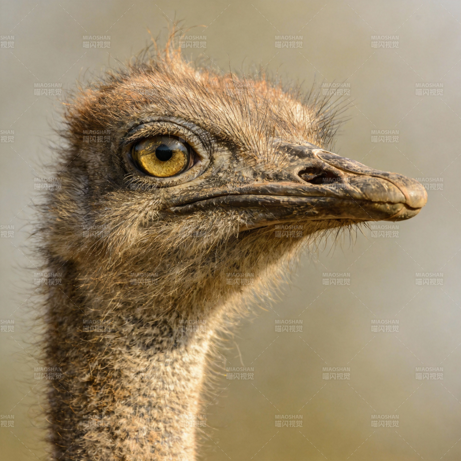 鸵鸟特写图片