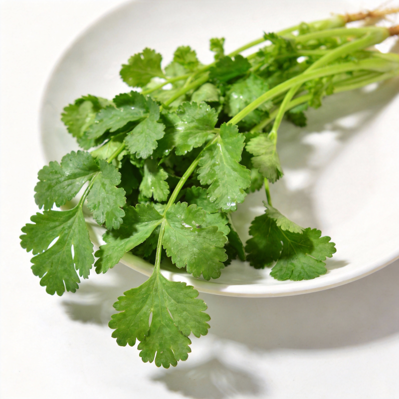 新鲜香菜特写图片