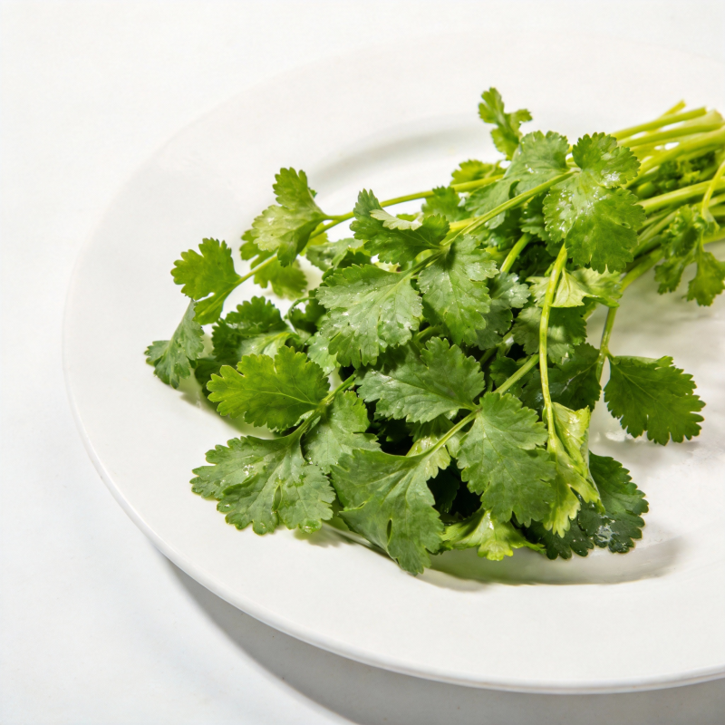 新鲜香菜特写图片