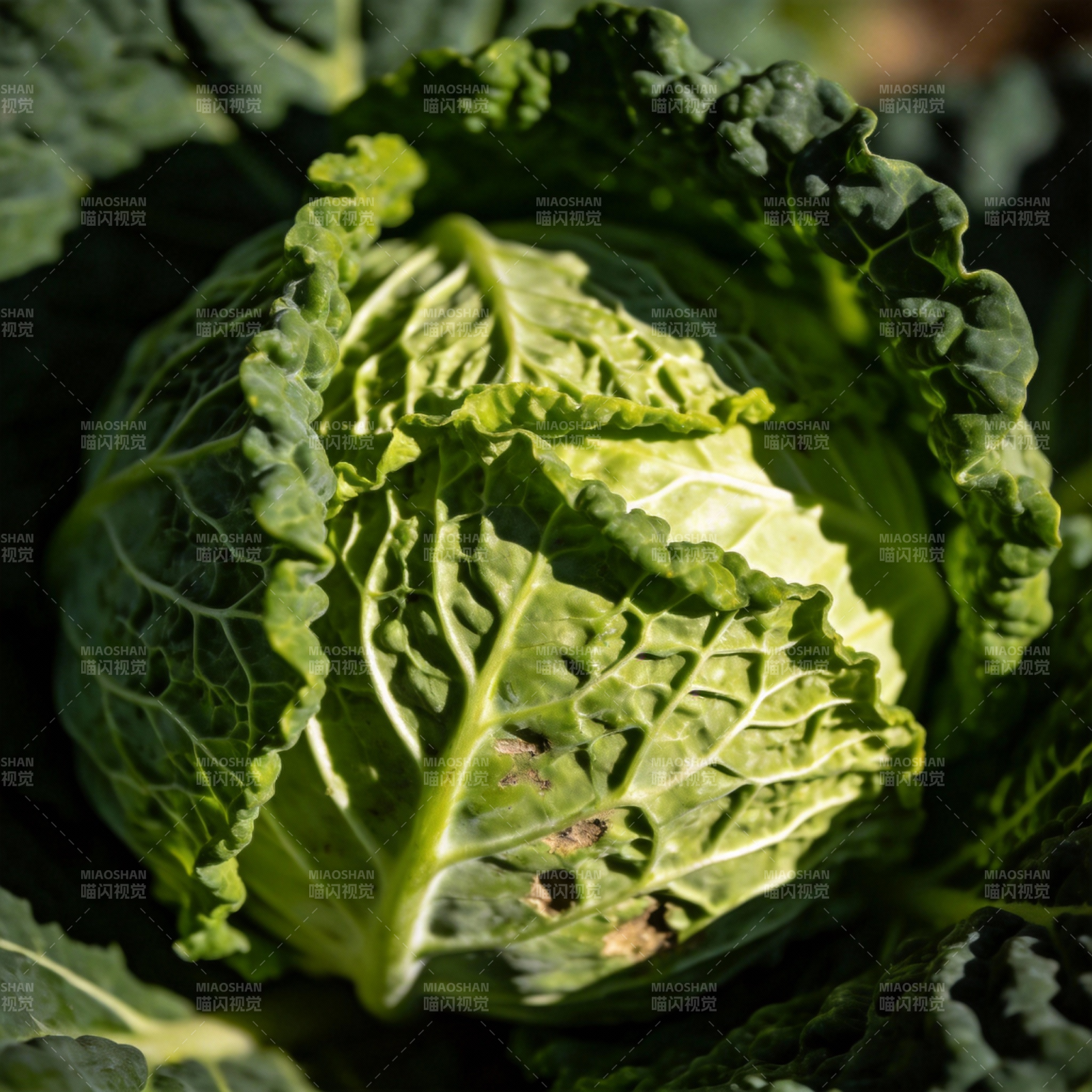 新鲜卷心菜特写图片